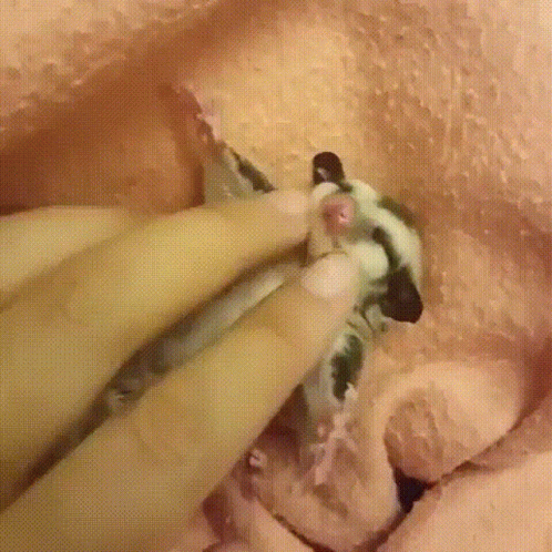 A Close Up Of A Person Holding A Small Animal In Their Hands . GIF