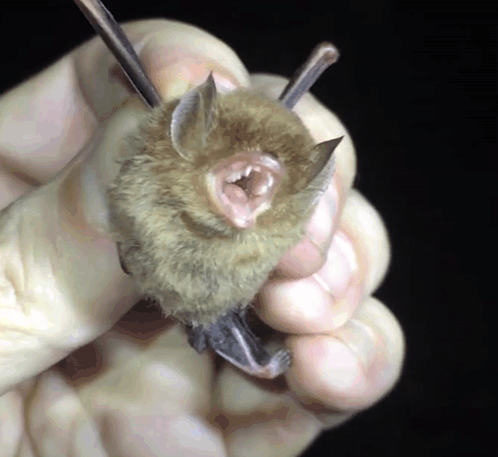 A Close Up Of A Person Holding A Small Bat With Its Mouth Open GIF
