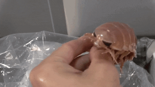 A Close Up Of A Person Holding A Small Bug In Their Hand GIF