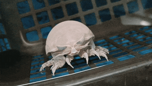 A Close Up Of A Person Holding A Small Crab GIF