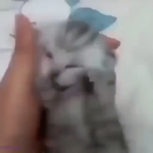 A Close Up Of A Person Holding A Small Gray Cat . GIF