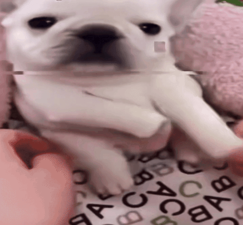 A Close Up Of A Person Holding A Small White Dog On A Blanket With Letters On It GIF
