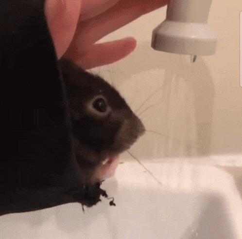 A Close Up Of A Person Holding A Squirrel GIF