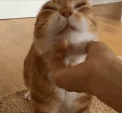 A Close Up Of A Person Petting A Cat . GIF