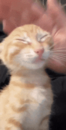 A Close Up Of A Person Petting A Cat GIF