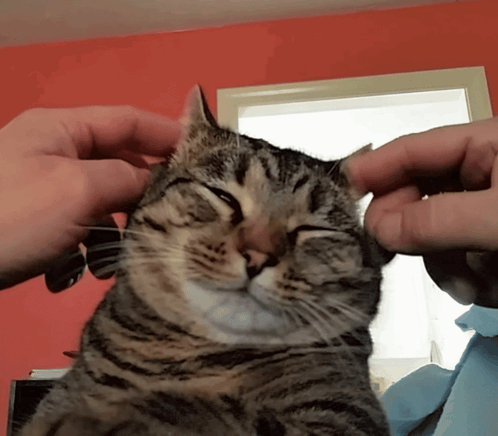 A Close Up Of A Person Petting A Cat GIF