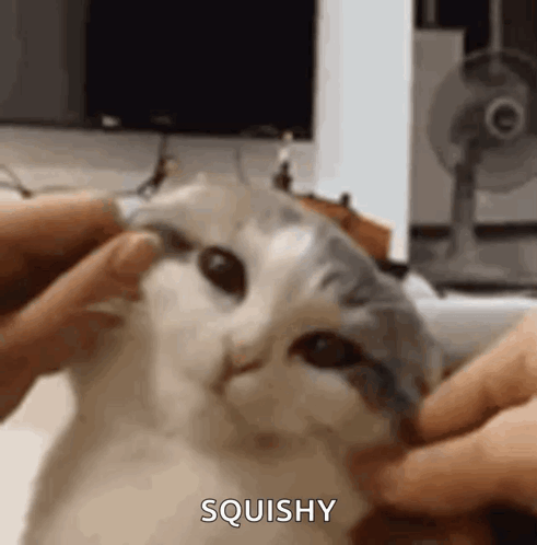 A Close Up Of A Person Petting A Cat 'S Face With A Fan In The Background . GIF