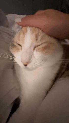 A Close Up Of A Person Petting A Cat 'S Head With Its Eyes Closed GIF