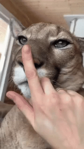 A Close Up Of A Person Petting A Cat 'S Nose GIF