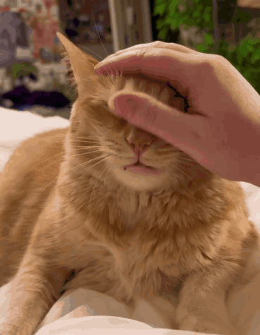 A Close Up Of A Person Petting A Cat GIF