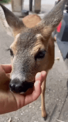 A Close Up Of A Person Petting A Deer GIF