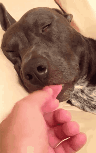 A Close Up Of A Person Petting A Dog 'S Nose GIF