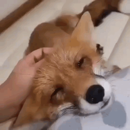 a close up of a person petting a fox 's head .