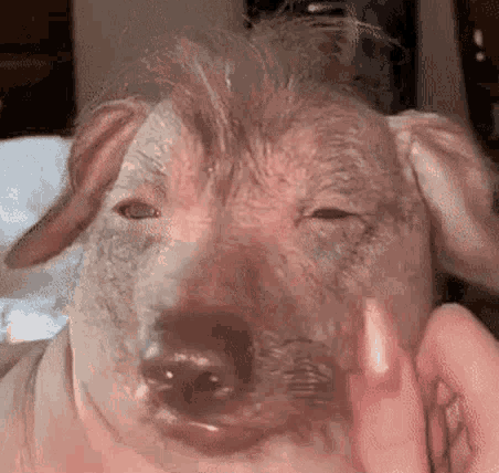 A Close Up Of A Person Petting A Pig 'S Head With Their Hand . GIF