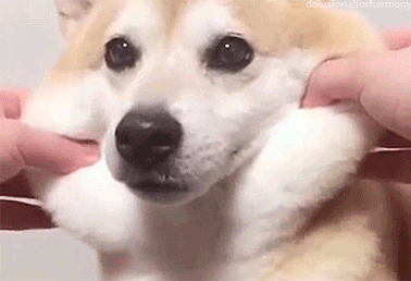 A Close Up Of A Person Petting A Shiba Inu Dog . GIF
