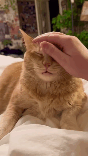 A Close Up Of A Person Petting An Orange Cat On A Bed GIF