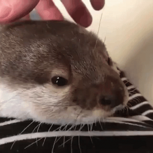 A Close Up Of A Person Petting An Otter 'S Face . GIF