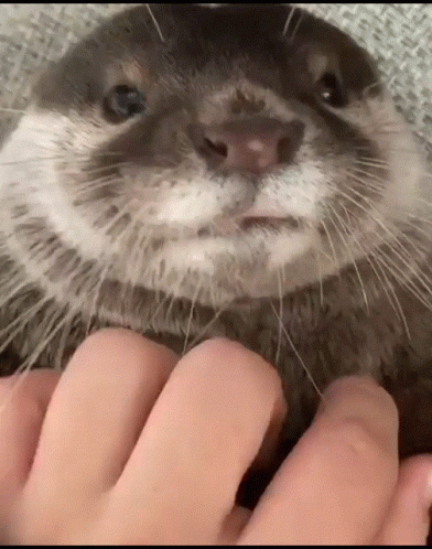 A Close Up Of A Person Petting An Otter 'S Face GIF