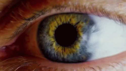 A Close Up Of A Person 'S Eye With A Yellow Center GIF