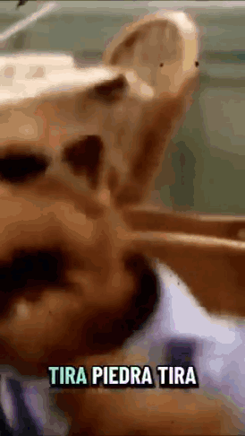 A Close Up Of A Person 'S Face With The Words Tira Piedra Tira Written On The Bottom GIF