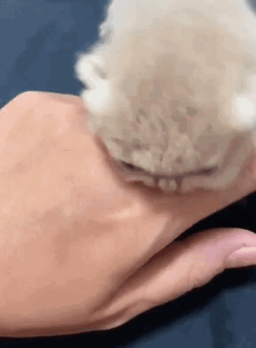 A Close Up Of A Person 'S Hand Holding A Small White Cat . GIF
