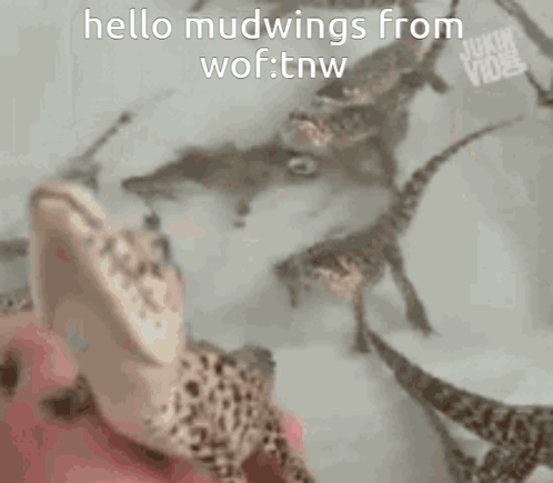 A Close Up Of A Person 'S Hand With The Words " Hello Mudwings From Wof : Tnw " On It GIF