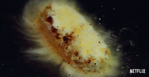A Close Up Of A Piece Of Food With The Netflix Logo In The Corner GIF