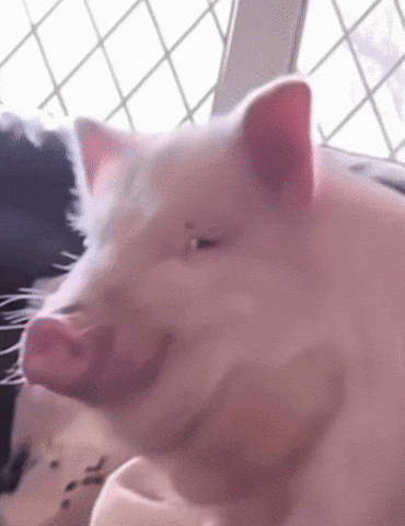 A Close Up Of A Pig 'S Face Looking Out A Window GIF
