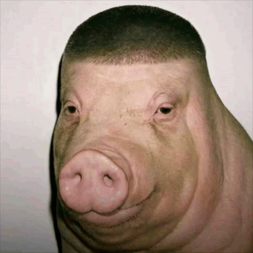 A Close Up Of A Pig 'S Face With A Man 'S Haircut GIF