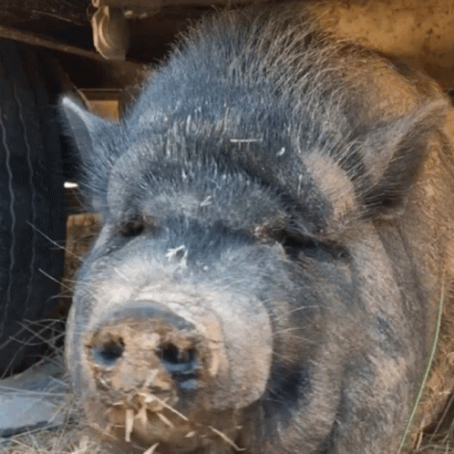 A Close Up Of A Pig 'S Face With Hay In Its Nose GIF
