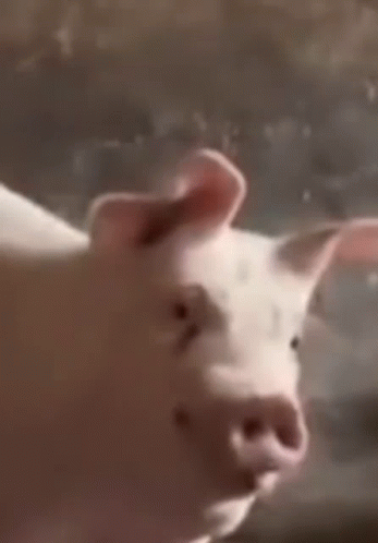 A Close Up Of A Pig Standing On A Rock Looking At The Camera GIF