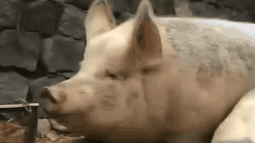 A Close Up Of A Pig With A Dog 'S Face GIF