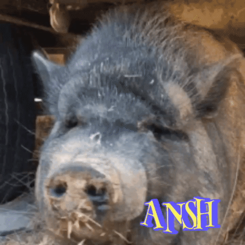 A Close Up Of A Pig With The Name Ansh On The Bottom GIF