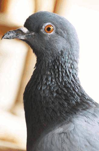 A Close Up Of A Pigeon 'S Head With A Blurred Background GIF
