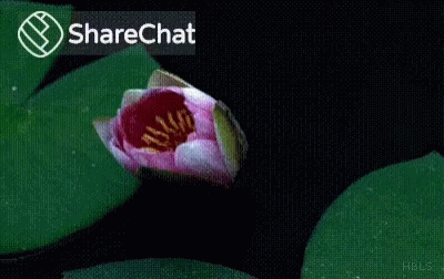 A Close Up Of A Pink And White Lotus Flower With A Sharechat Icon In The Corner GIF