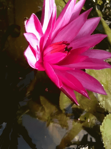 A Close Up Of A Pink Flower Floating In A Pond GIF