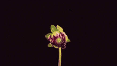 A Close Up Of A Pink Flower With A Green Stem On A Black Background GIF
