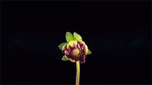 A Close Up Of A Pink Flower With A Stem On A Black Background GIF