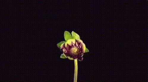 A Close Up Of A Pink Flower With A Yellow Stem On A Black Background GIF