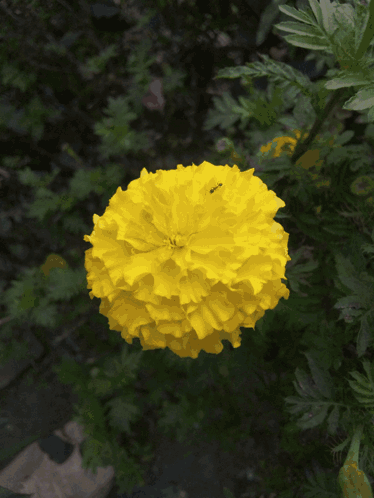 A Close Up Of A Pink Flower With Green Leaves GIF