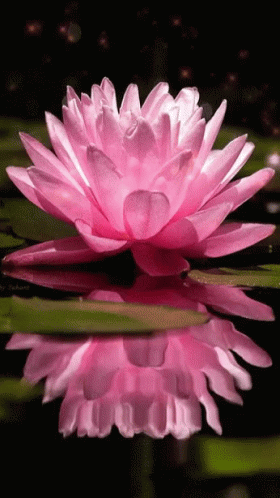 A Close Up Of A Pink Lotus Flower In A Pond GIF