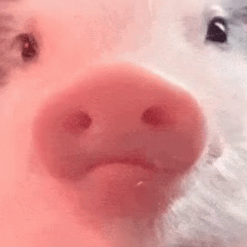 A Close Up Of A Pink Pig 'S Nose With A Sad Face On It . GIF