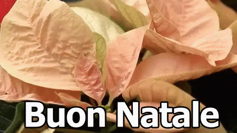 A Close Up Of A Pink Poinsettia With The Words Buon Natale Written Below It GIF