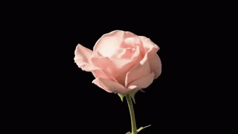 A Close Up Of A Pink Rose On A Black Background . GIF