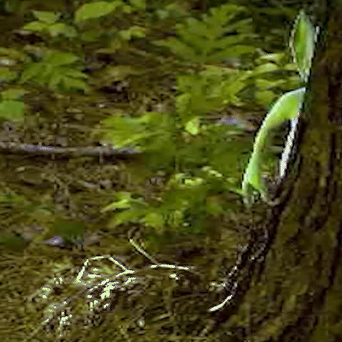 A Close Up Of A Plant Growing Out Of A Tree Trunk In The Woods . GIF