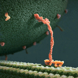A Close Up Of A Plant With A Few Tiny Flowers On It GIF