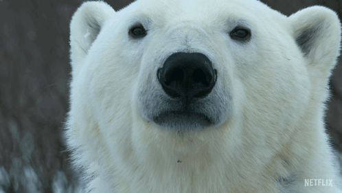 A Close Up Of A Polar Bear 'S Face With Netflix Written On The Bottom GIF