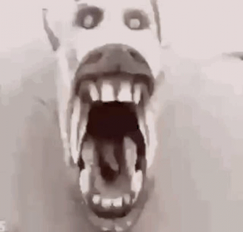 A Close Up Of A Polar Bear 'S Mouth With Its Mouth Open . GIF