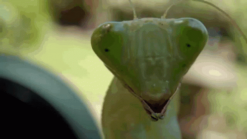 A Close Up Of A Praying Mantis ' Face With A Blurry Background GIF