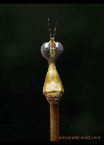 A Close Up Of A Praying Mantis Hanging From A Plant . GIF